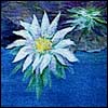 Ecology and Spirituality in Jewish Tradition